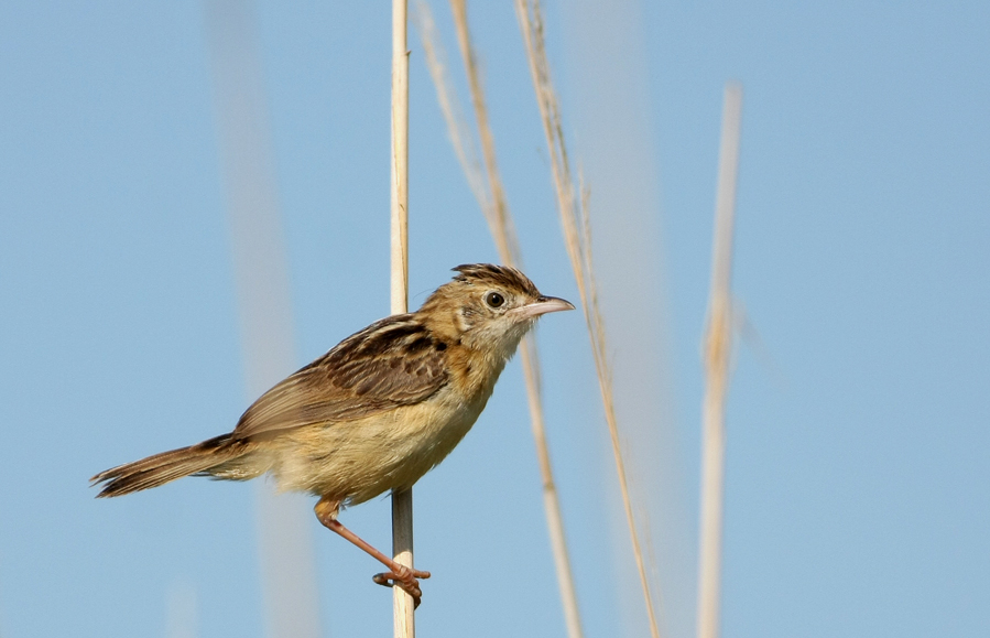 Zitting Cisticola