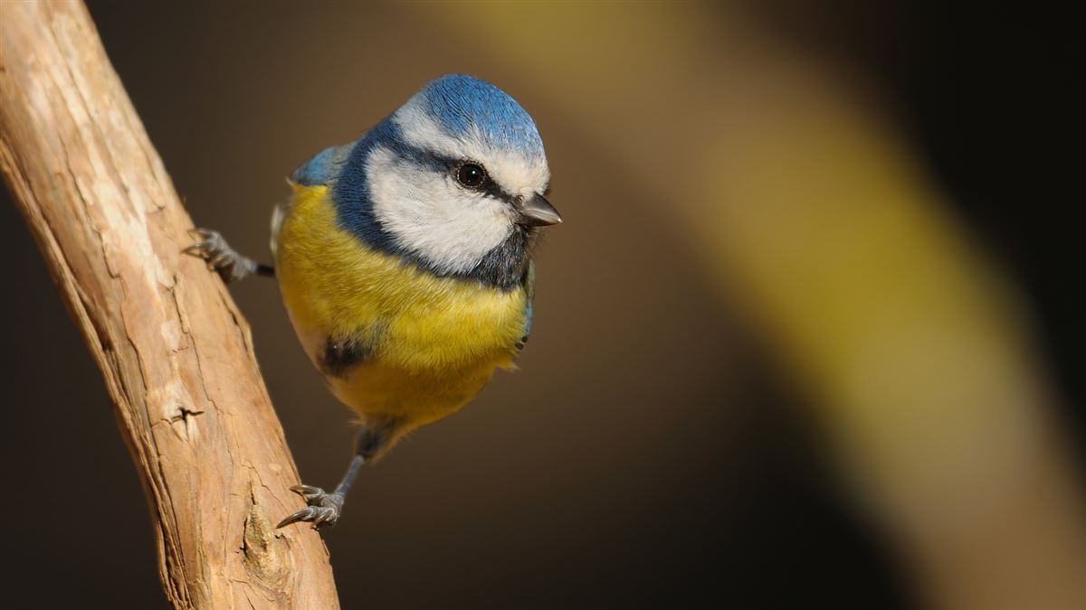 Eurasian Blue Tit