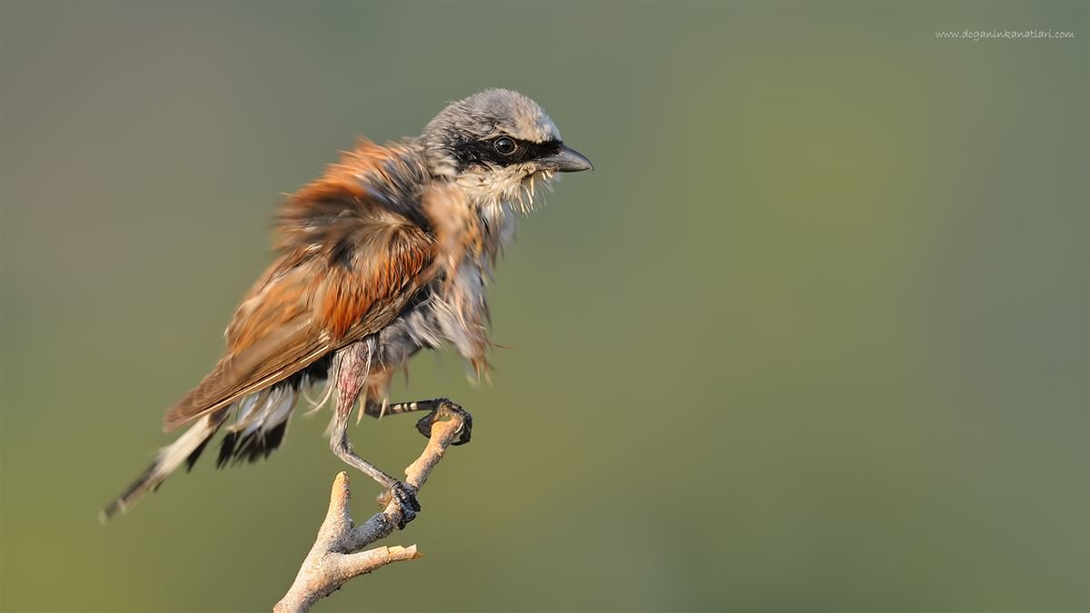 Red-backed Shrike