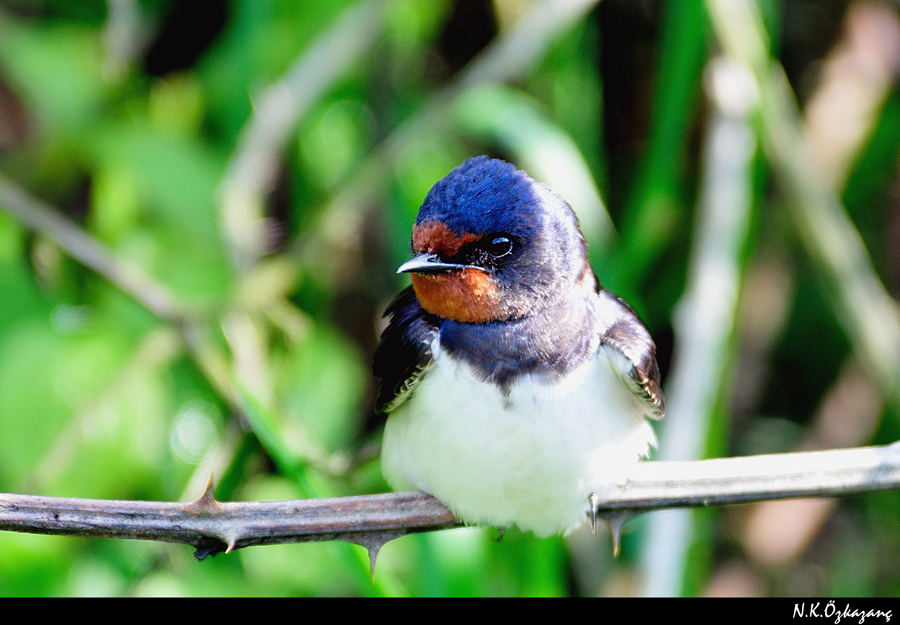 Barn Swallow