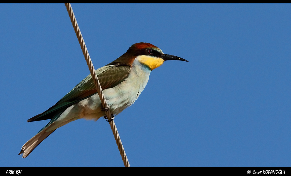 European Bee-eater