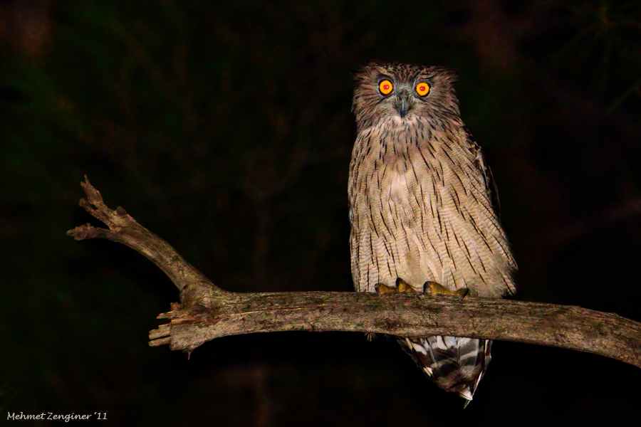 Brown Fish Owl