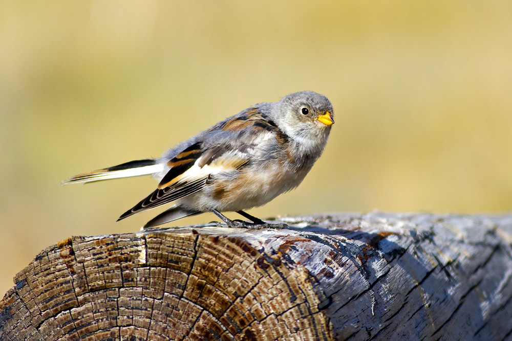 Snow Bunting