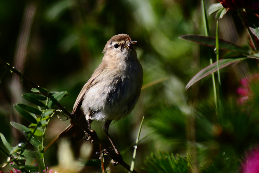 Mountain Chiffchaff