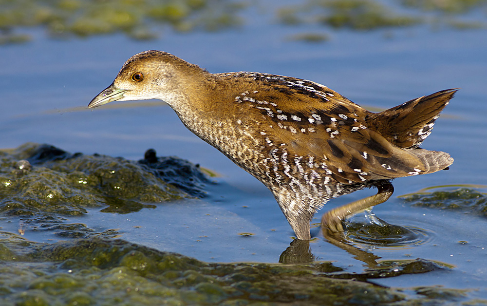 Baillon`s Crake