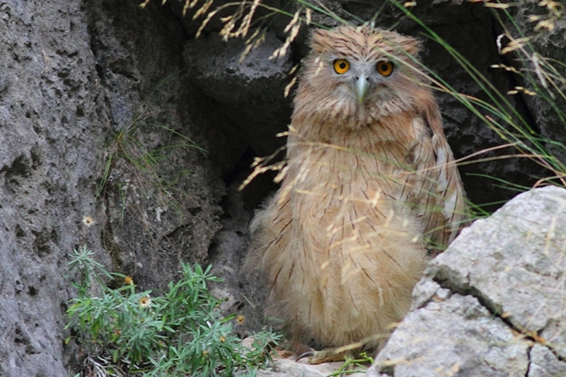 Brown Fish Owl