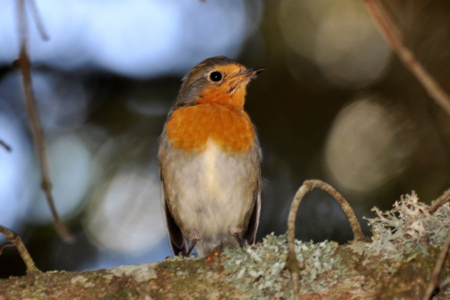 European Robin
