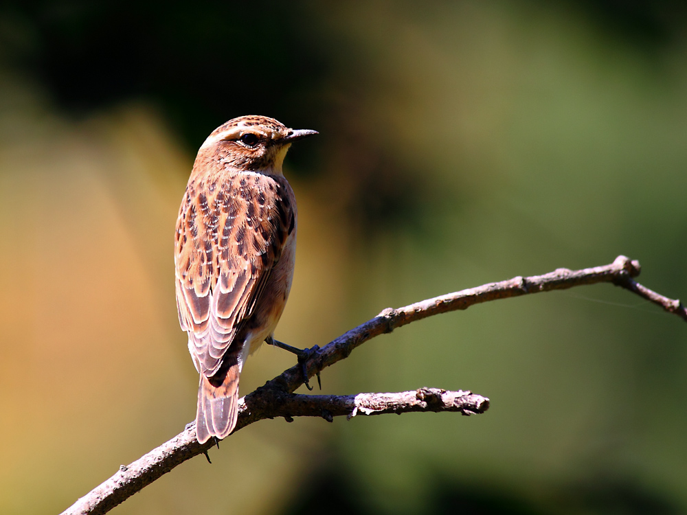 Whinchat