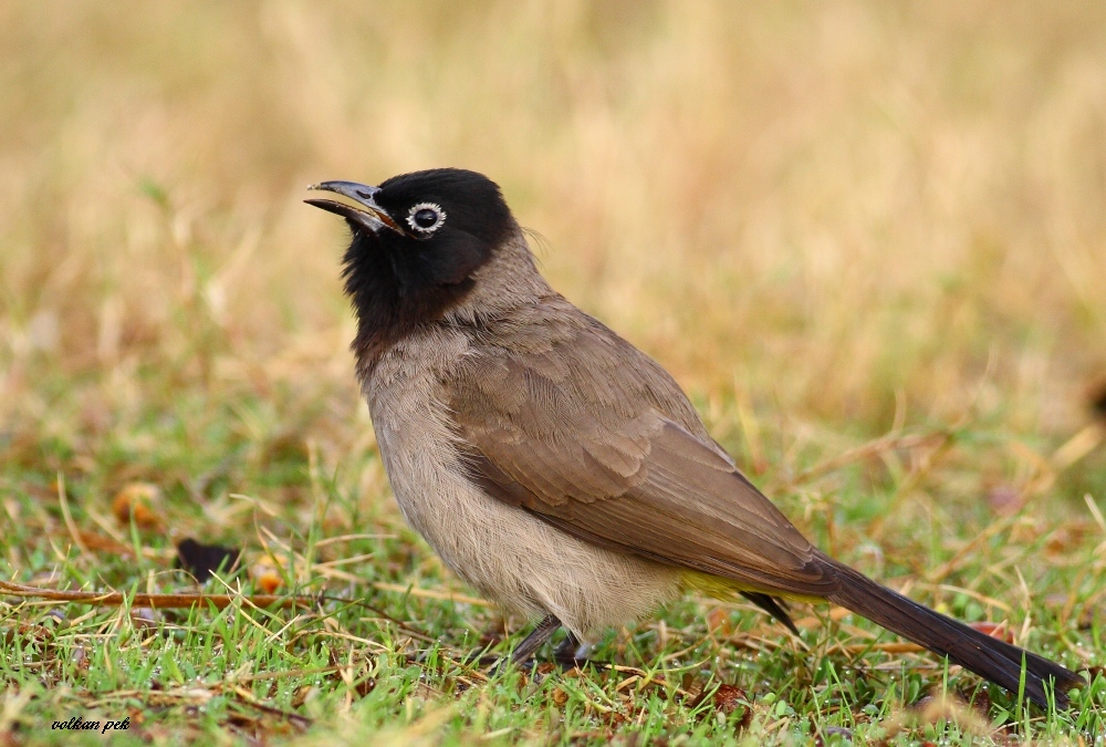 White-spectacled Bulbul