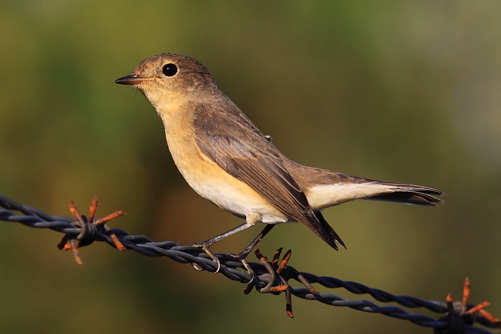 Red-breasted Flycatcher