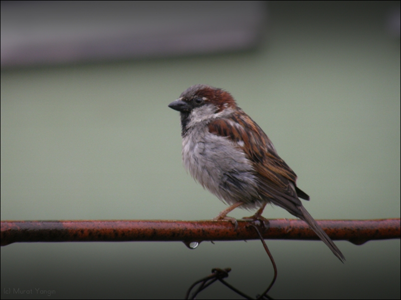 House Sparrow