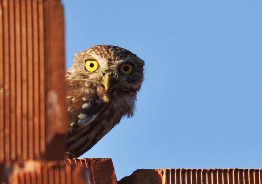 Little Owl