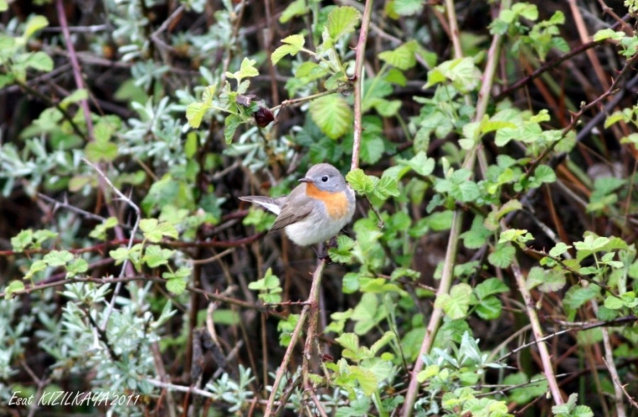 Red-breasted Flycatcher