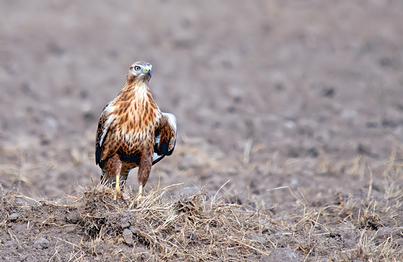 Long-legged Buzzard