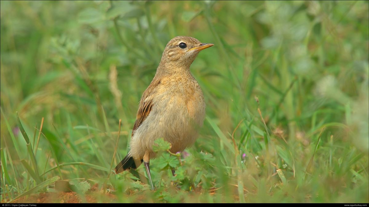 Isabelline Wheatear