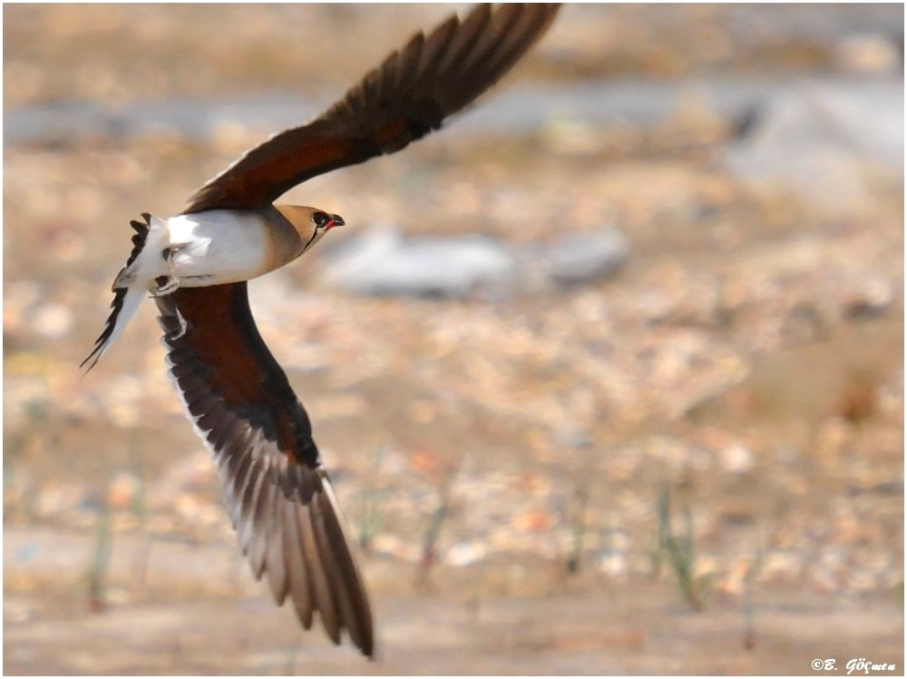 Collared Pratincole