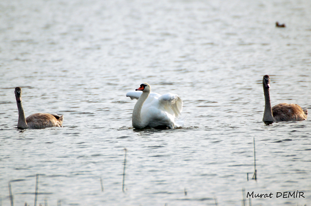 Mute Swan