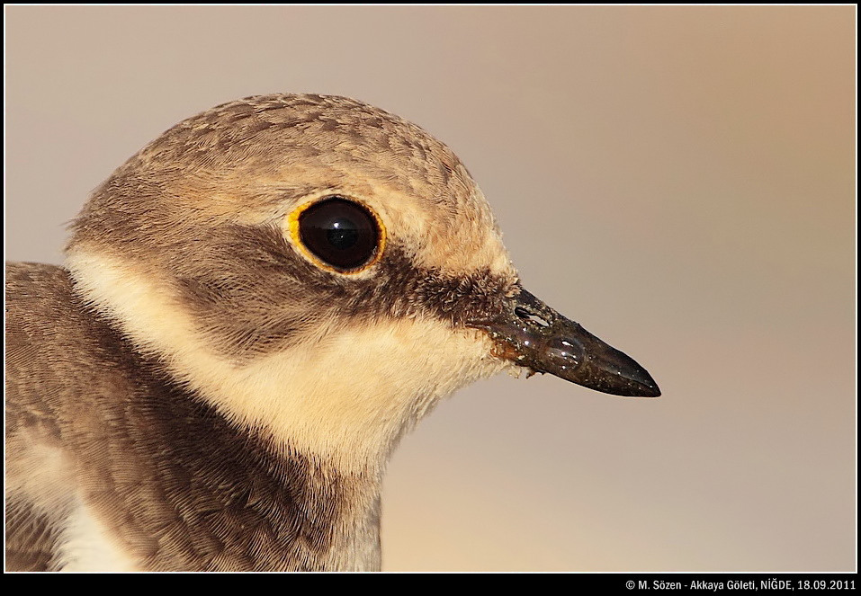Little Ringed Plover