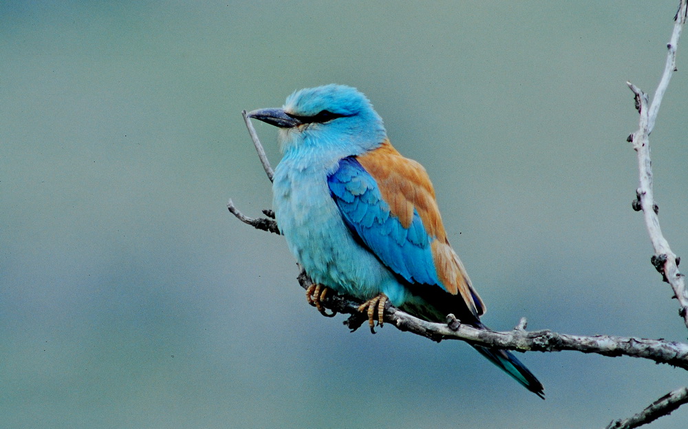 European Roller