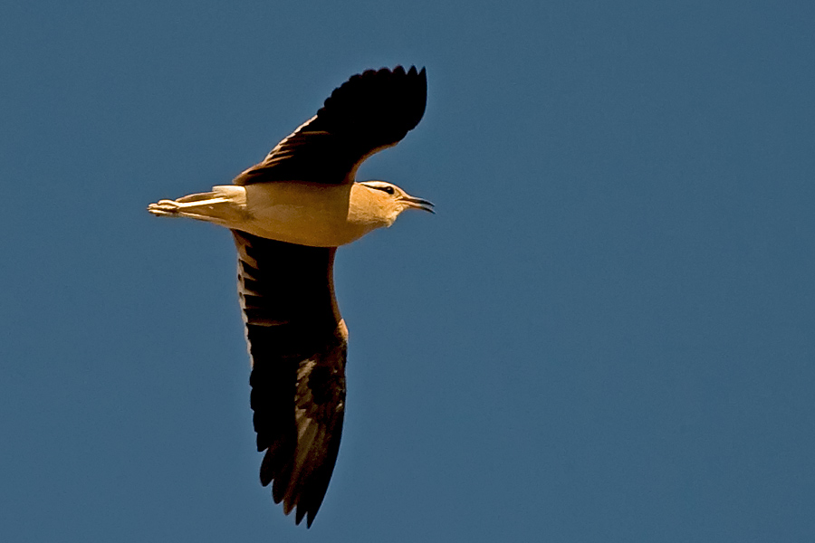 Cream-colored Courser