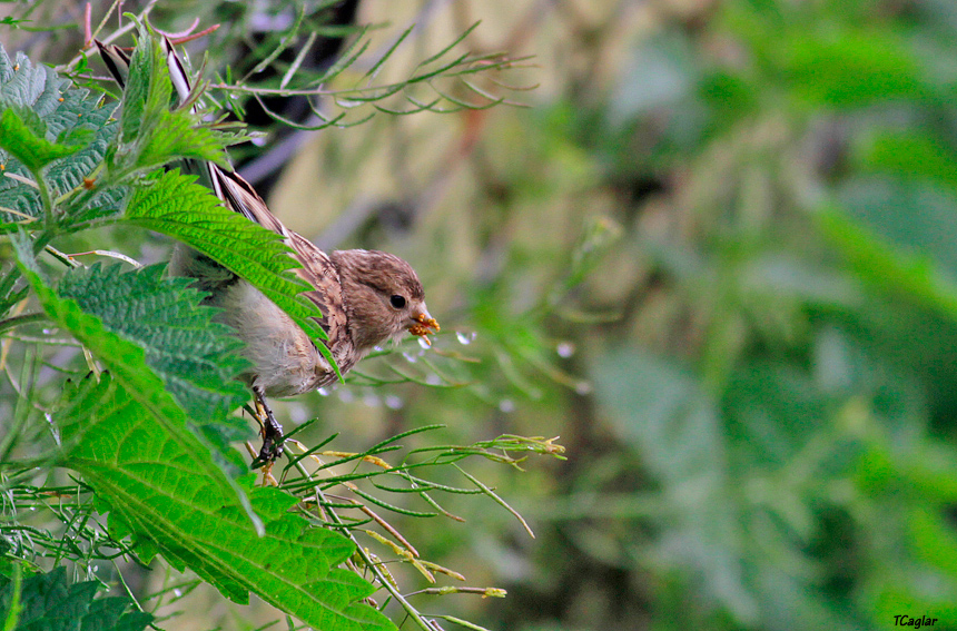 Twite