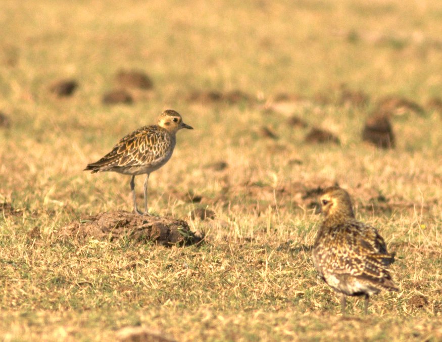 Pacific Golden Plover