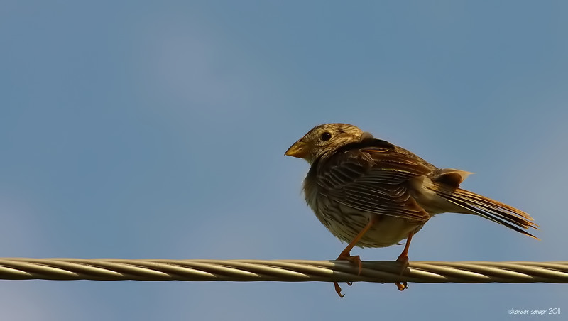 Tarla Kirazkuşu