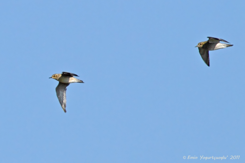 Pacific Golden Plover