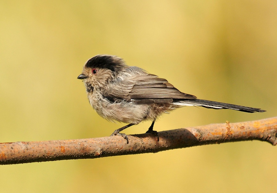 Long-tailed Tit