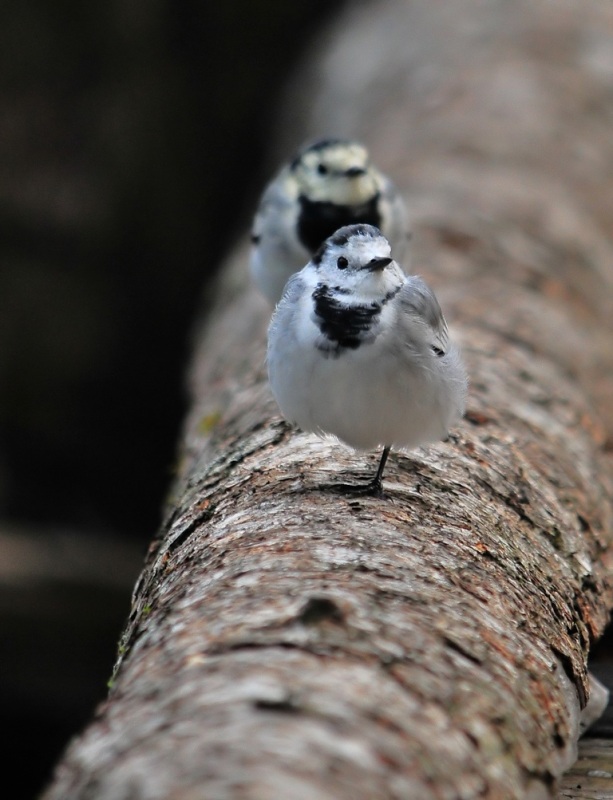 White Wagtail