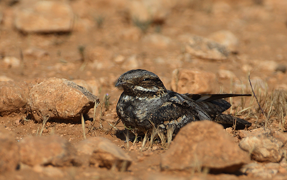 European Nightjar
