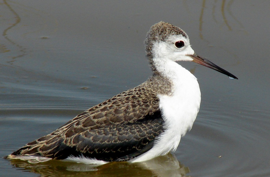 Black-winged Stilt