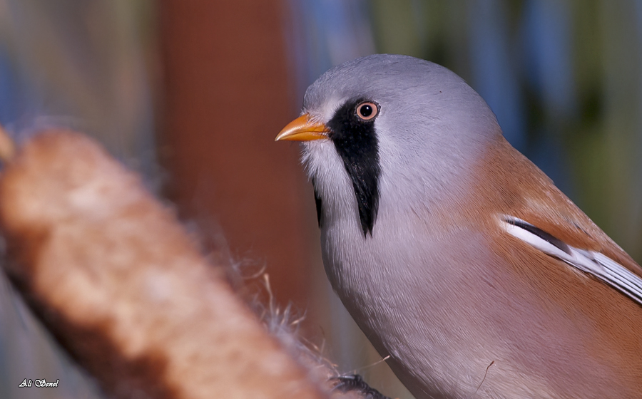 Bearded Reedling
