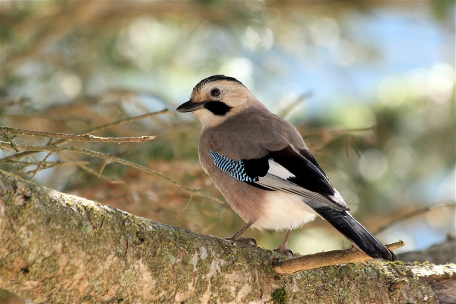 Eurasian Jay