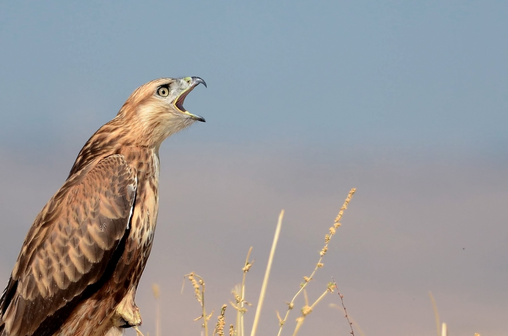 Long-legged Buzzard
