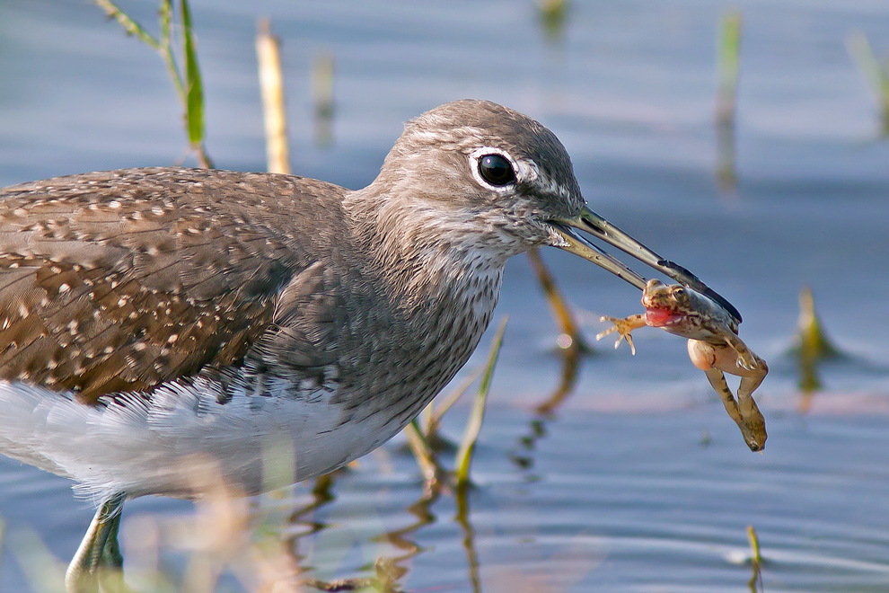 Green Sandpiper