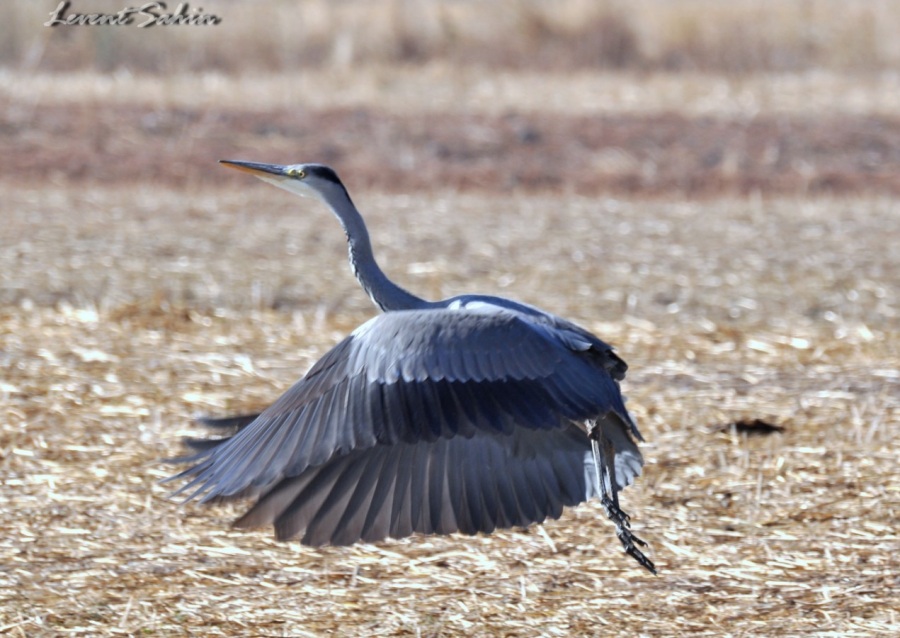 Grey Heron