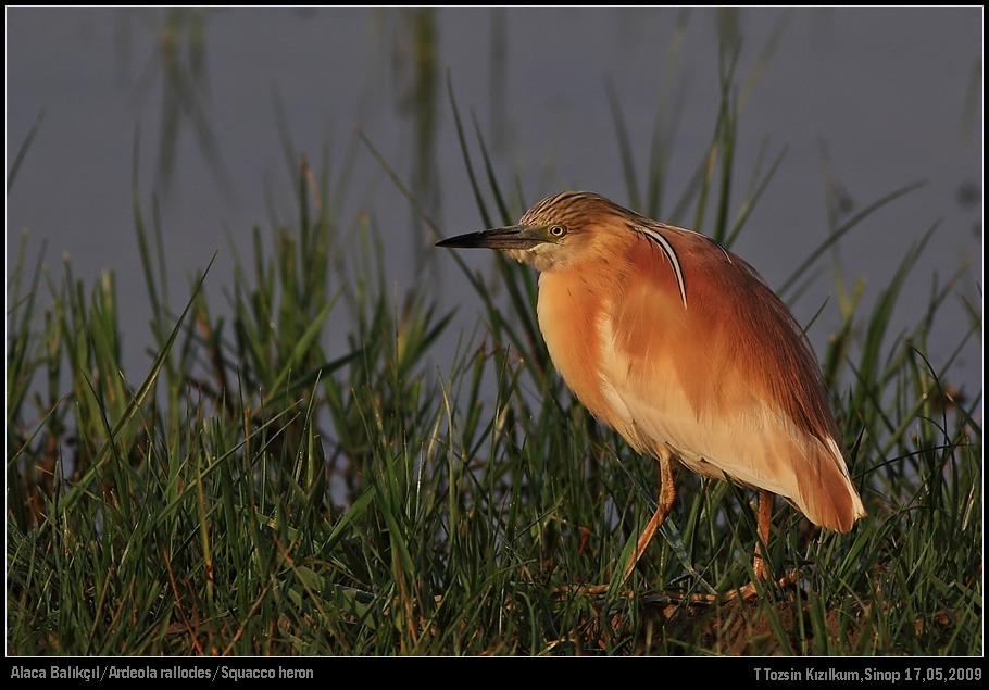 Squacco Heron