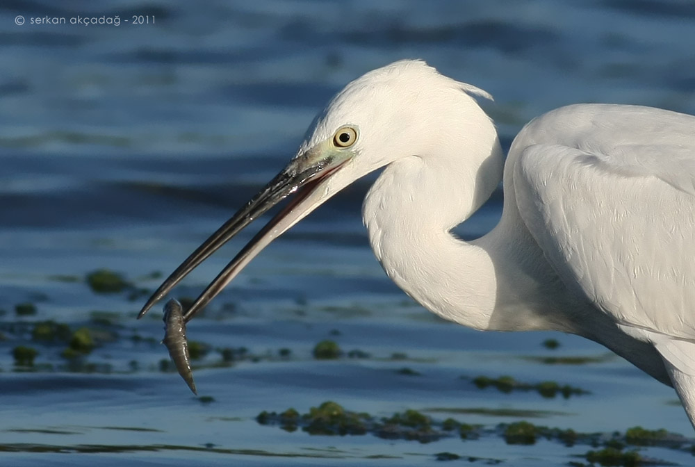 Little Egret