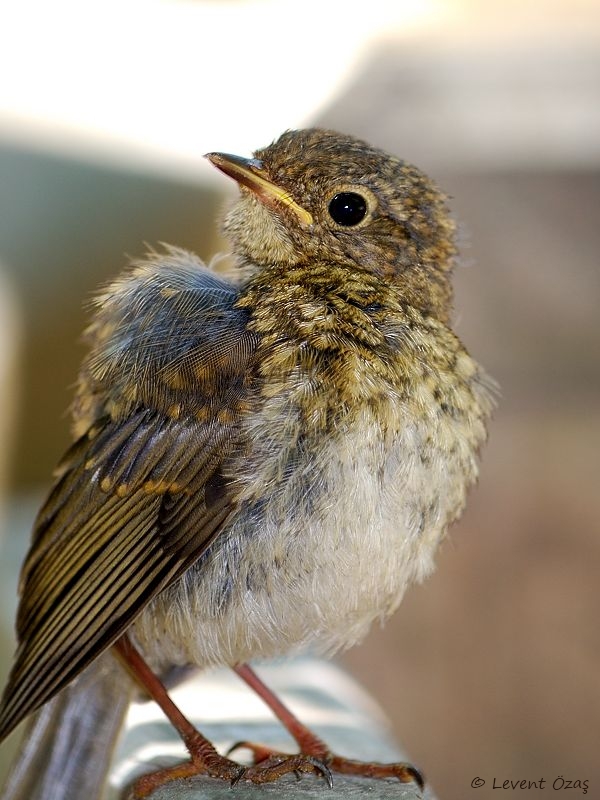 European Robin