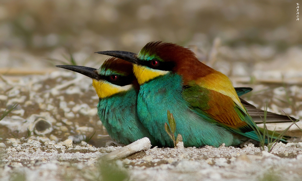 European Bee-eater