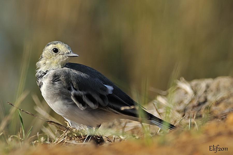 White Wagtail