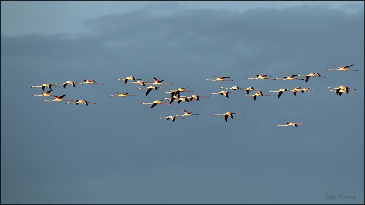 Flamingo