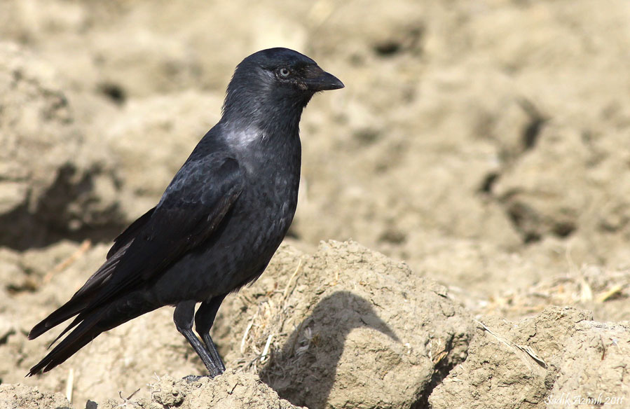 Western Jackdaw