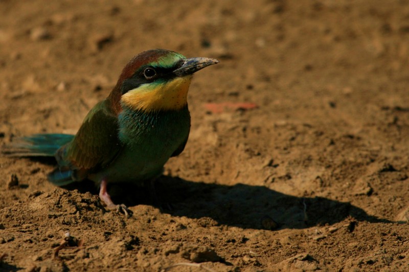 European Bee-eater