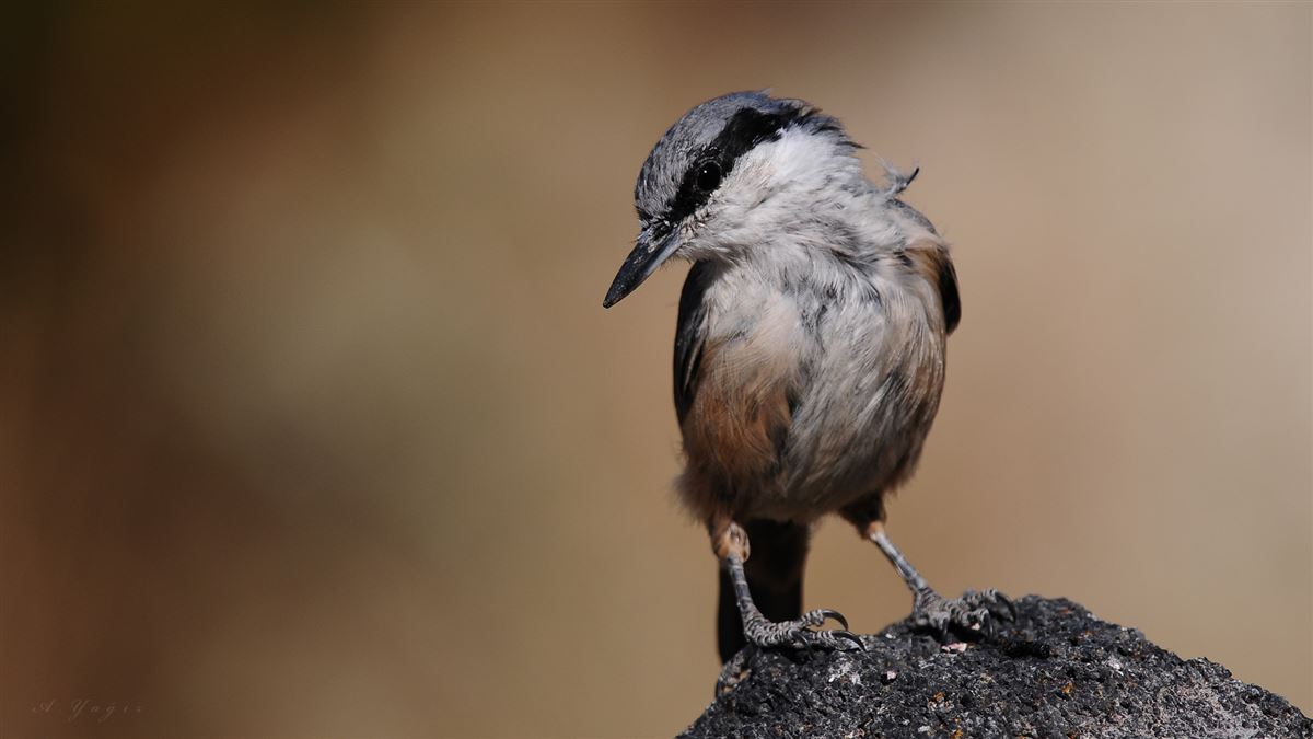 Western Rock Nuthatch