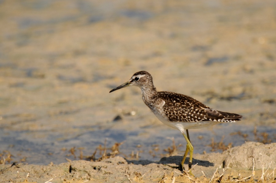 Wood Sandpiper