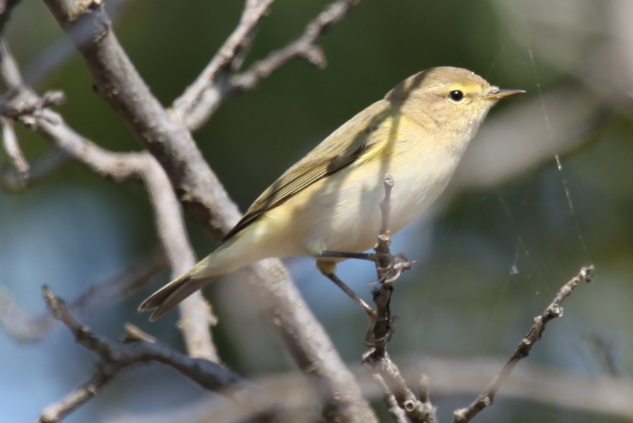 Common Chiffchaff