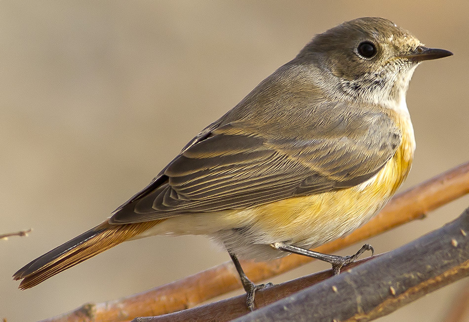 Common Redstart