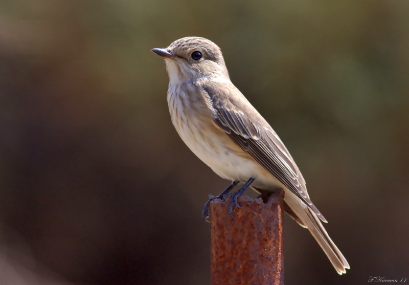 Spotted Flycatcher